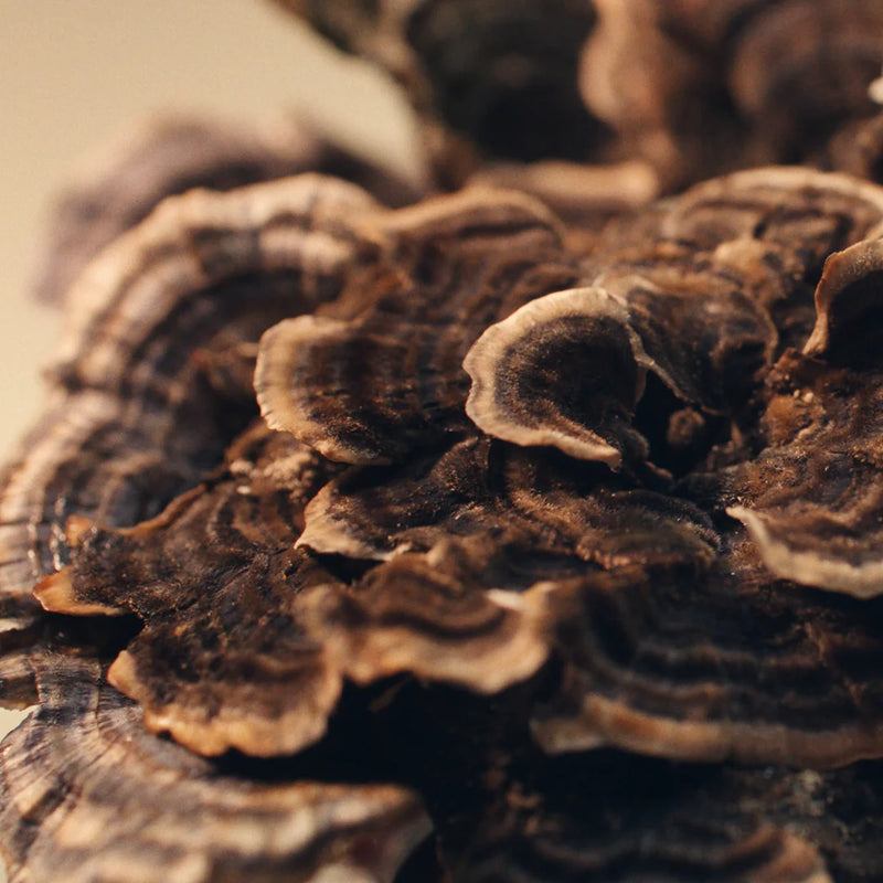 Turkey Tail